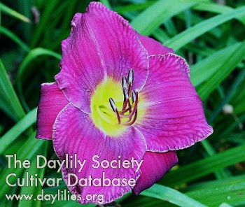 Daylily Care to Share
